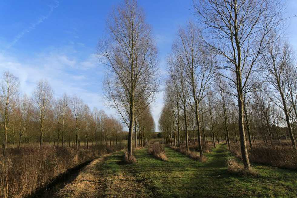 A tree typically takes 18 years before it can become cricket bats. One tree, once felled, produces around 40 bat clefts